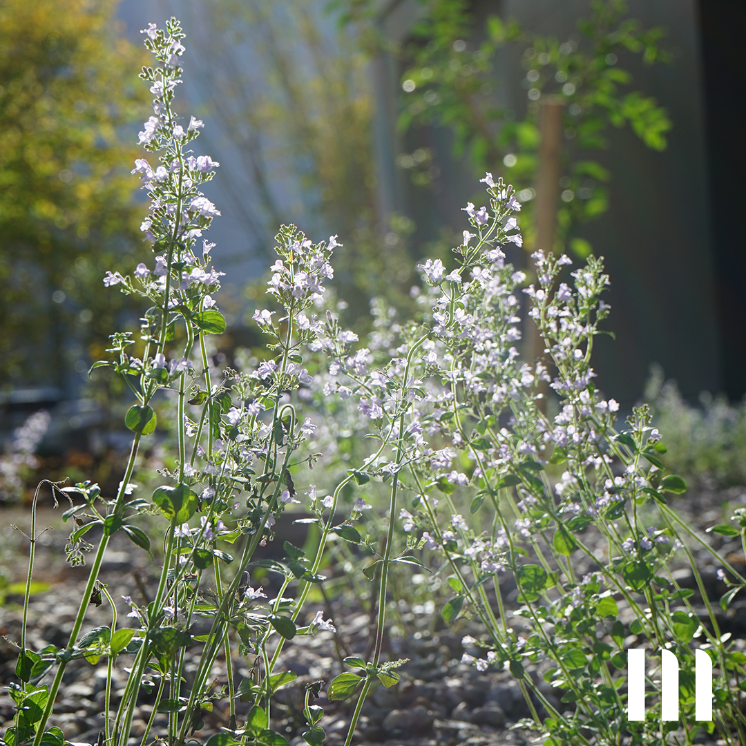Pflanzen im Sonnenlicht