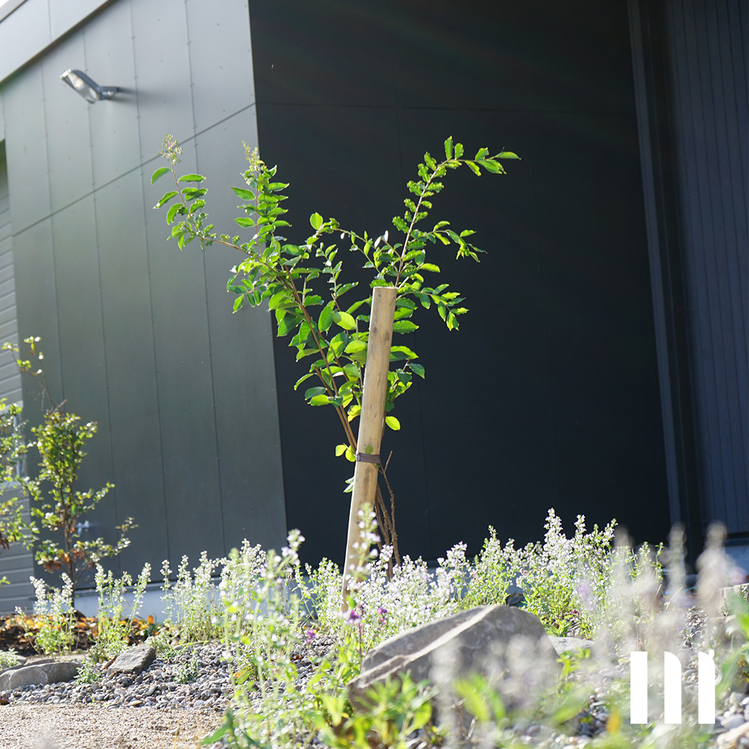 kleiner Baum bei grüner Teamaktion