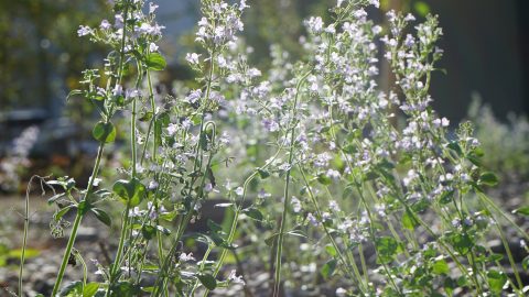 Pflanzen im Sonnenlicht bei grüner Teamaktion