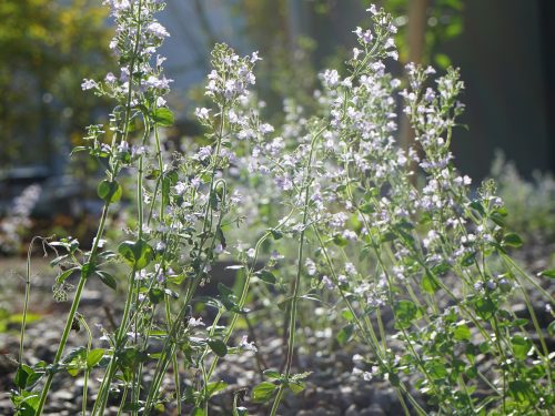 Pflanzen im Sonnenlicht bei grüner Teamaktion